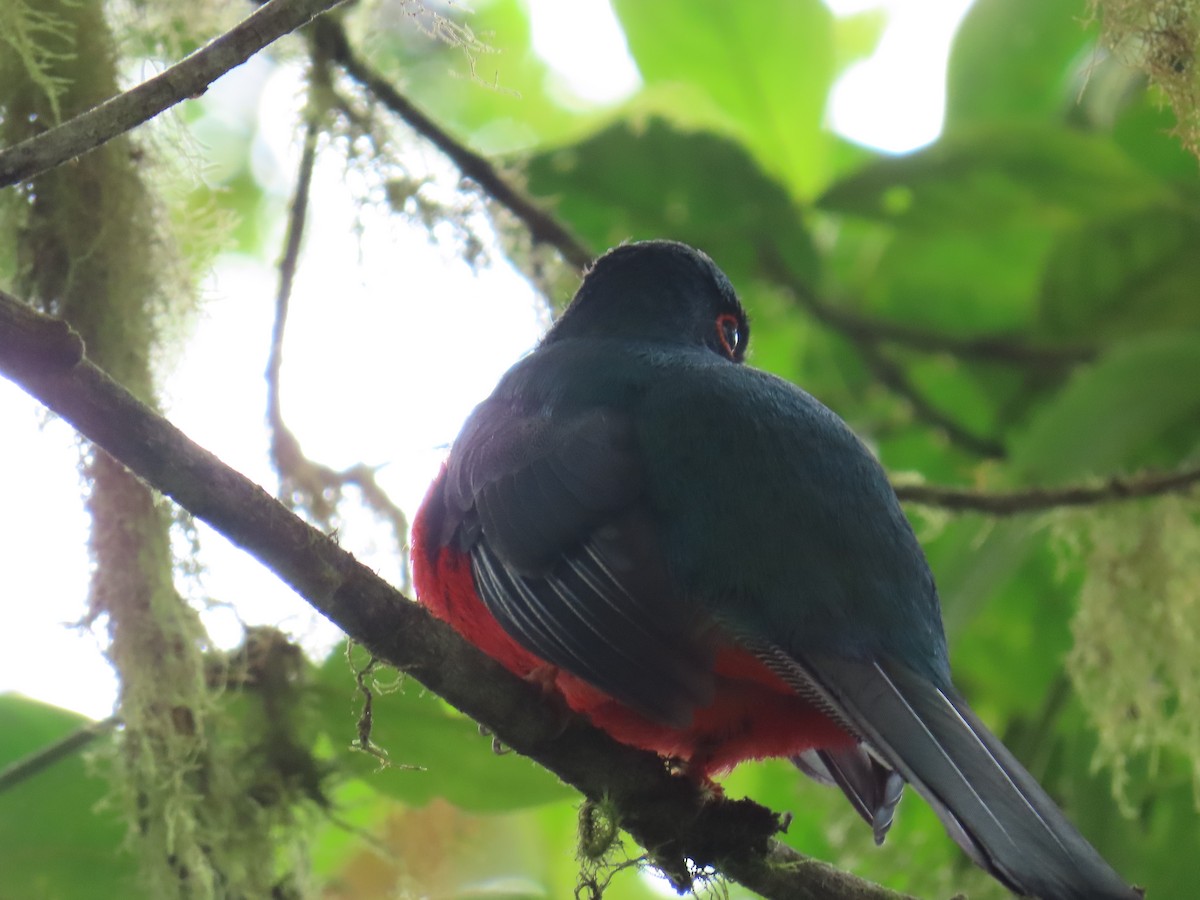 Masked Trogon - ML623545904