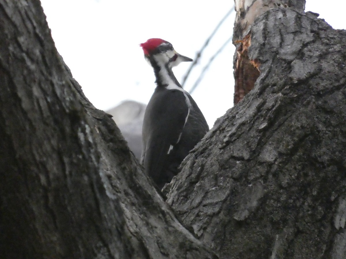 Pileated Woodpecker - ML623545914