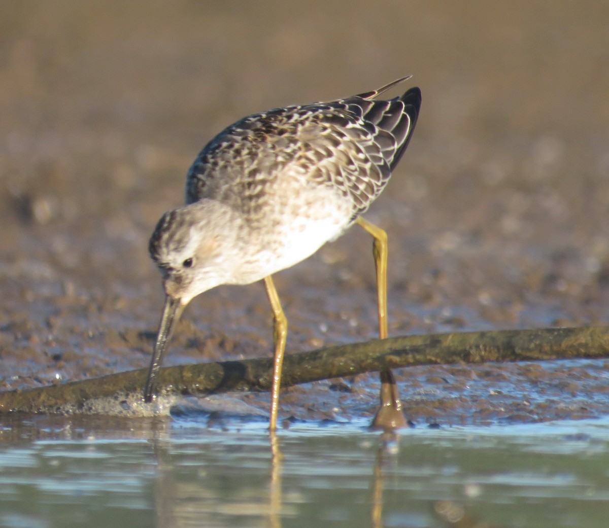 Stilt Sandpiper - ML623545915