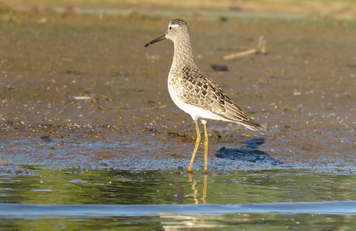 Stilt Sandpiper - ML623545916