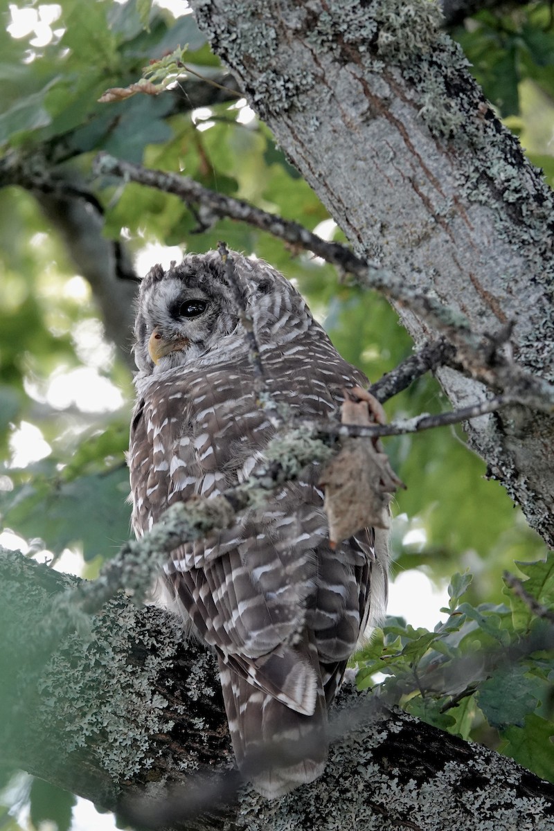 Barred Owl - ML623545922