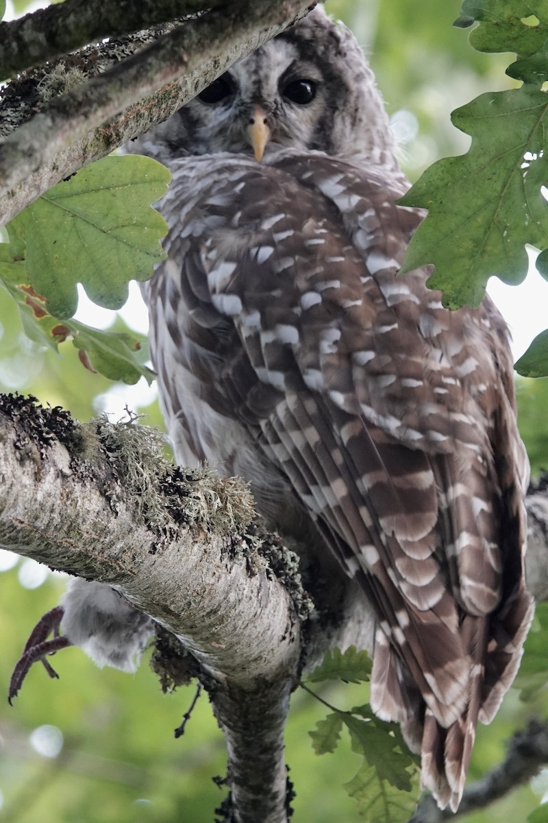 Barred Owl - ML623545923