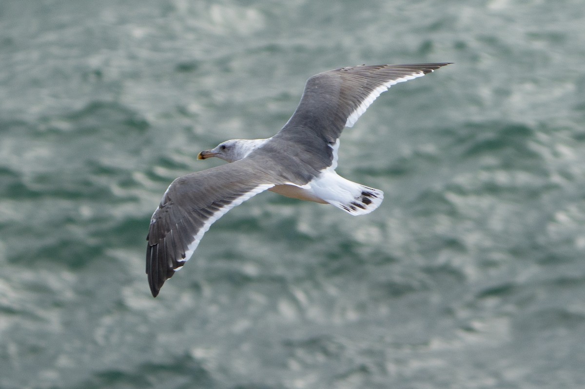 Western Gull - ML623545940