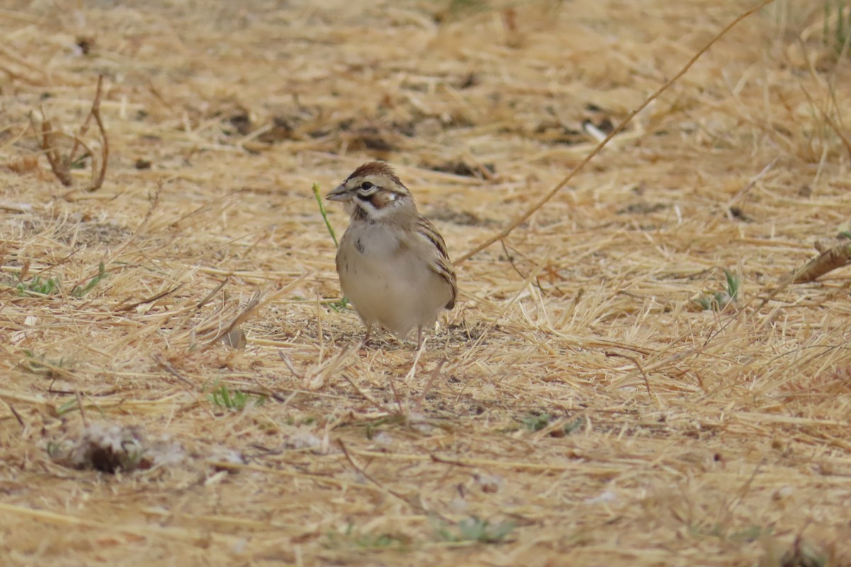 Lark Sparrow - ML623545944