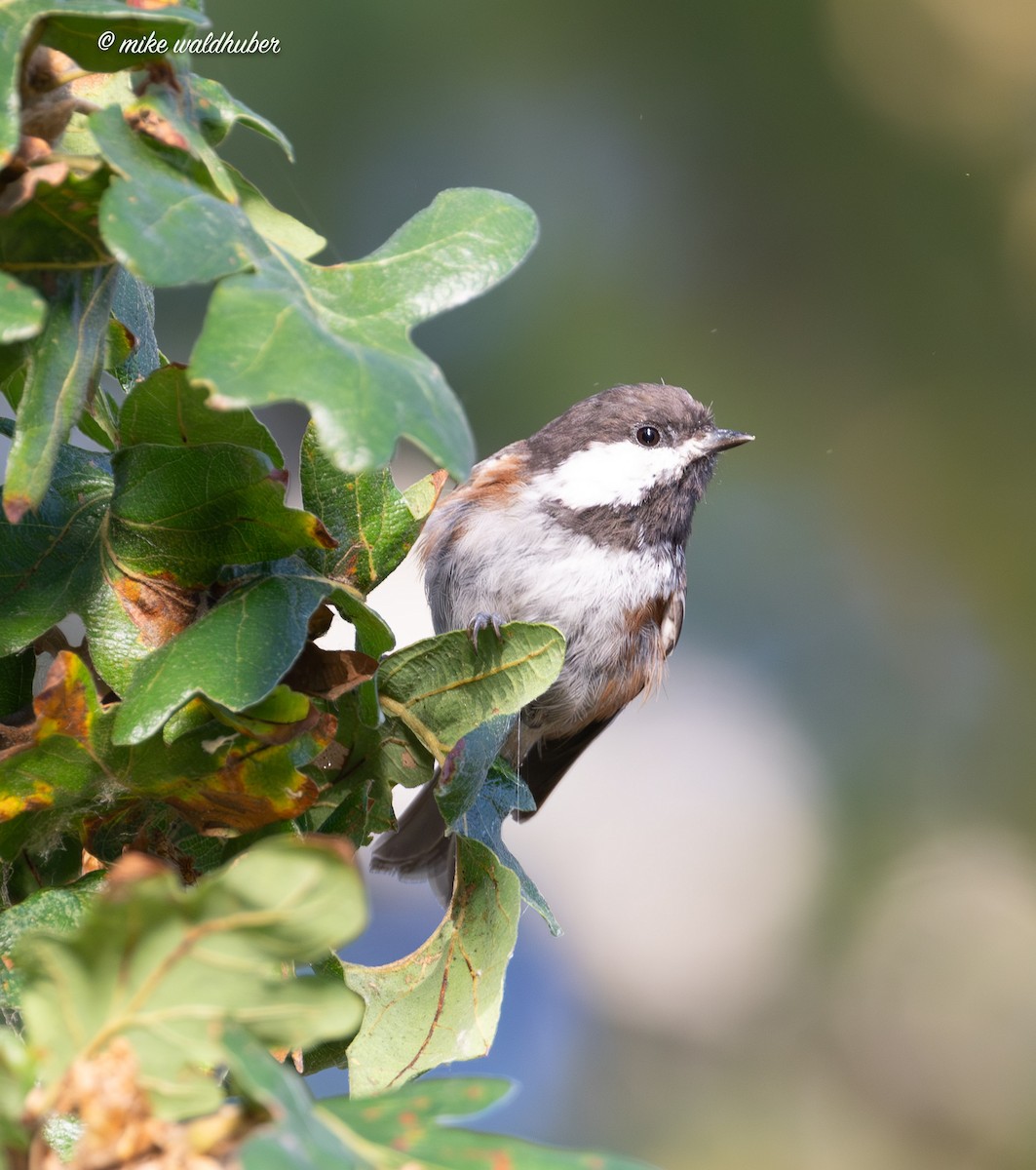 Chestnut-backed Chickadee - Mike Waldhuber