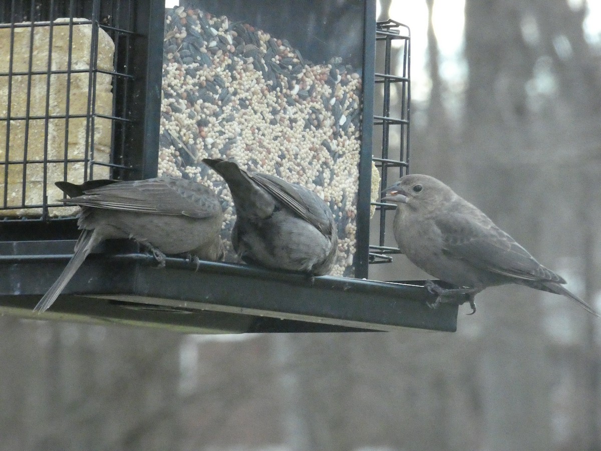 Brown-headed Cowbird - ML623545953