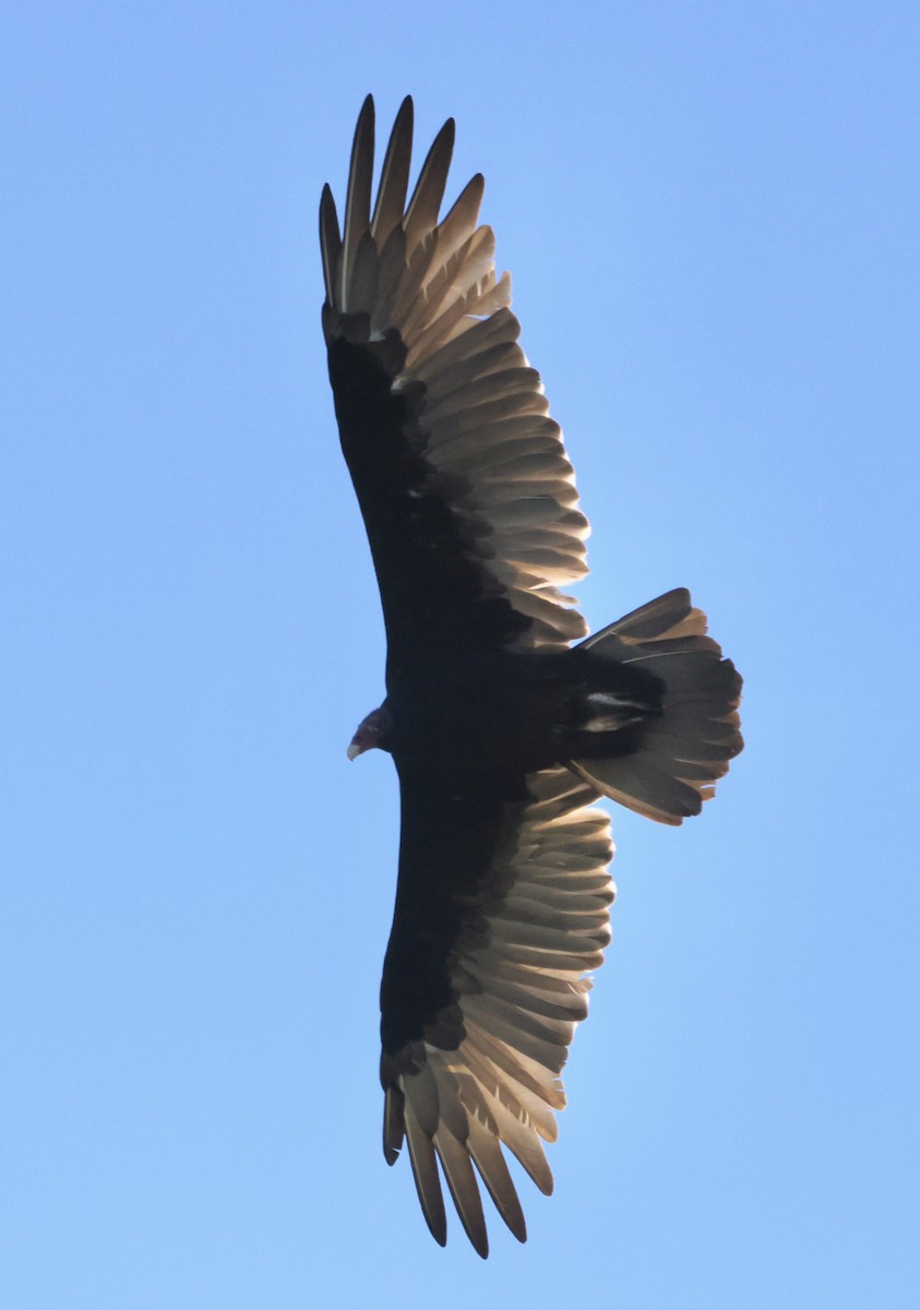 Turkey Vulture - ML623545975