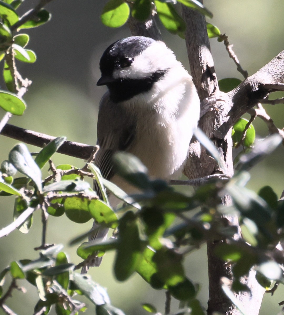 Carolina Chickadee - ML623546004