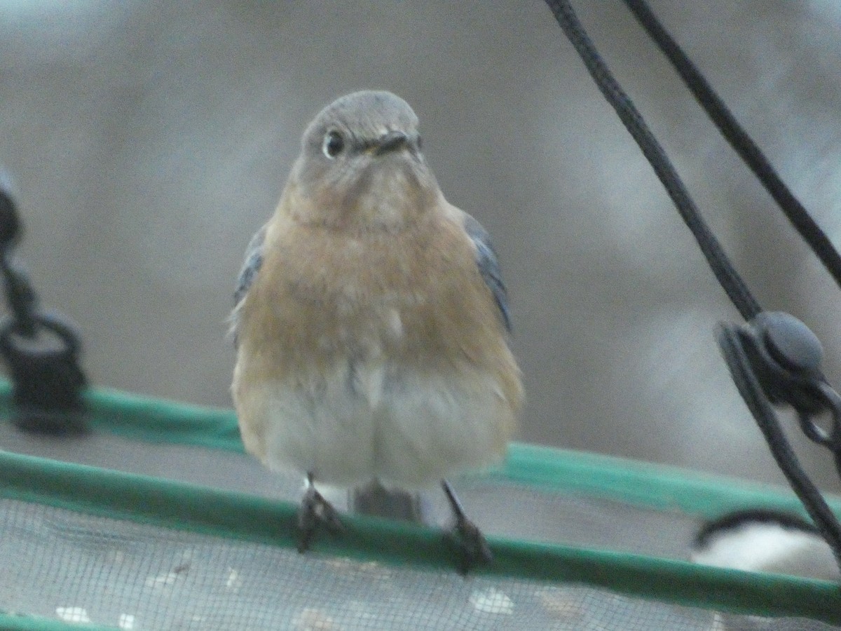 Eastern Bluebird - ML623546022