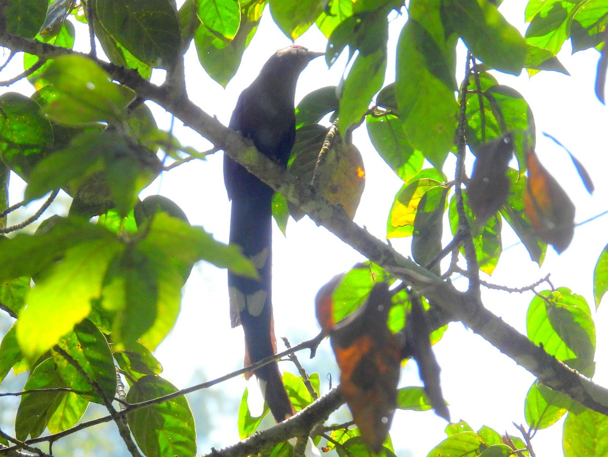 Green-billed Malkoha - ML623546029