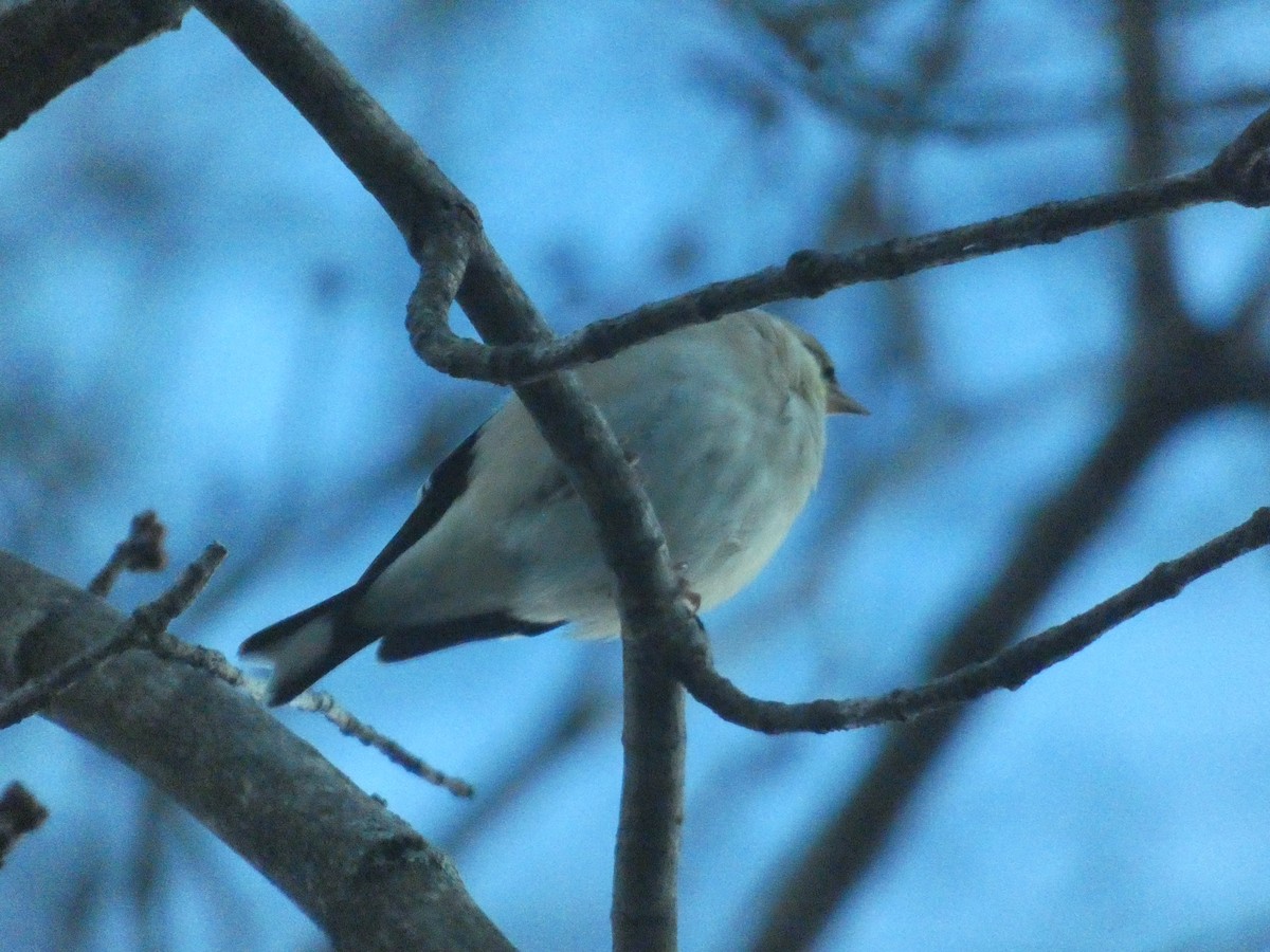 American Goldfinch - ML623546051