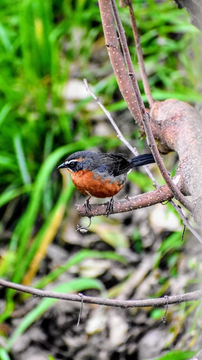 Black-and-rufous Warbling Finch - ML623546053