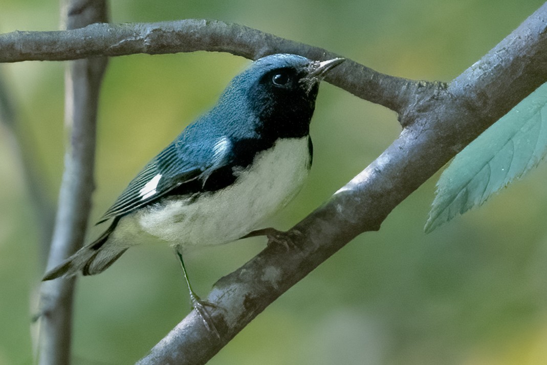 Black-throated Blue Warbler - ML623546054