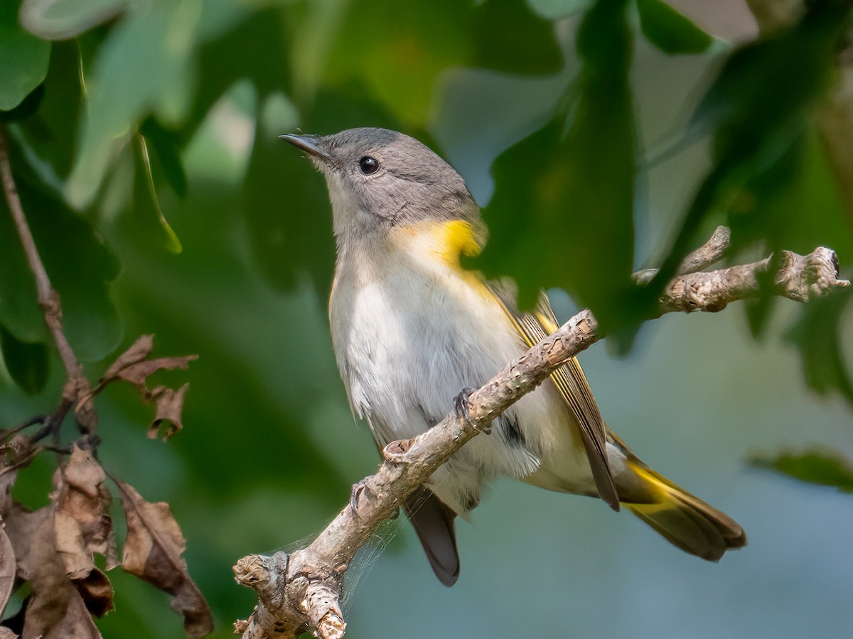 American Redstart - ML623546110