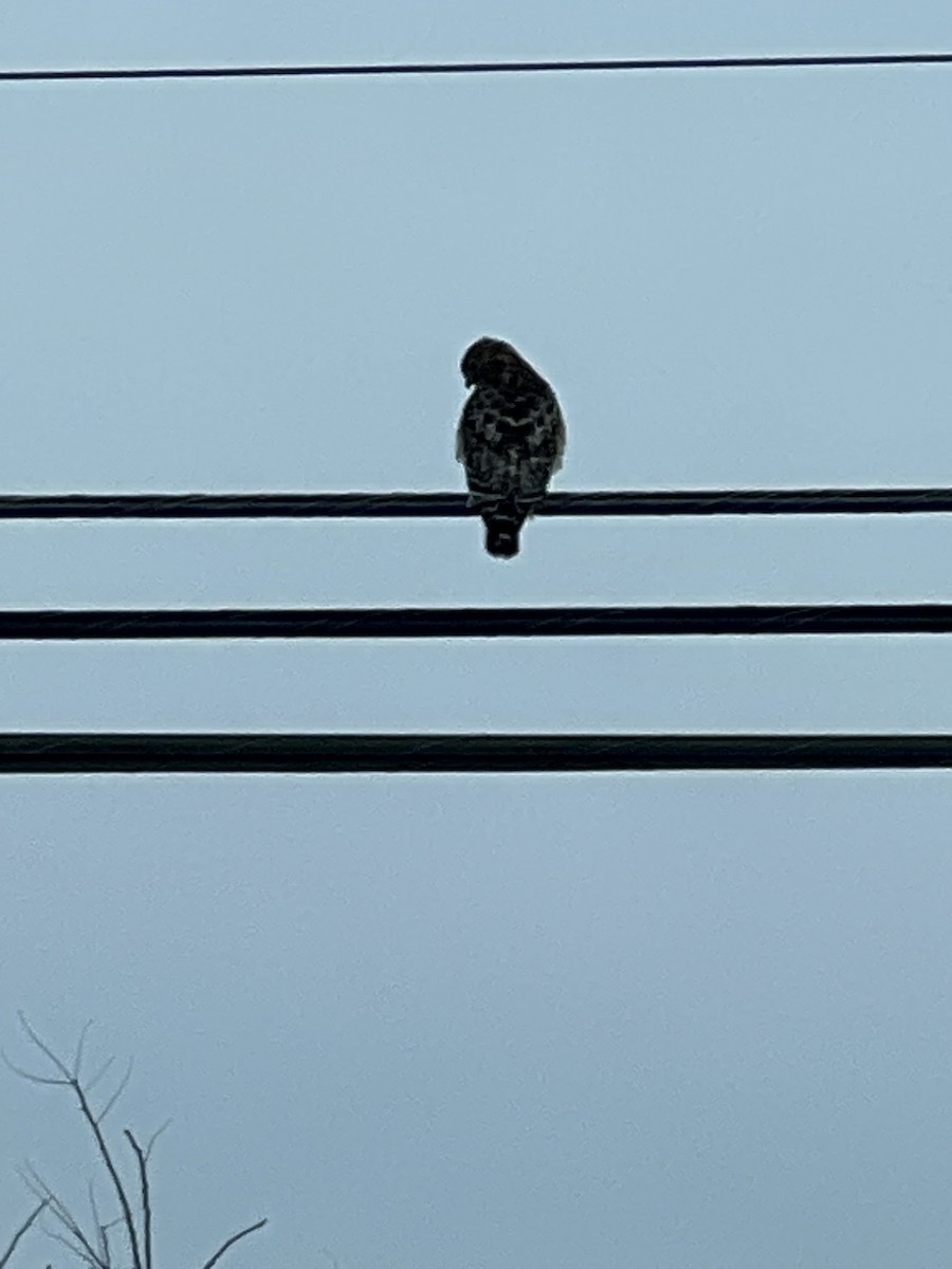 Red-shouldered Hawk - ML623546128