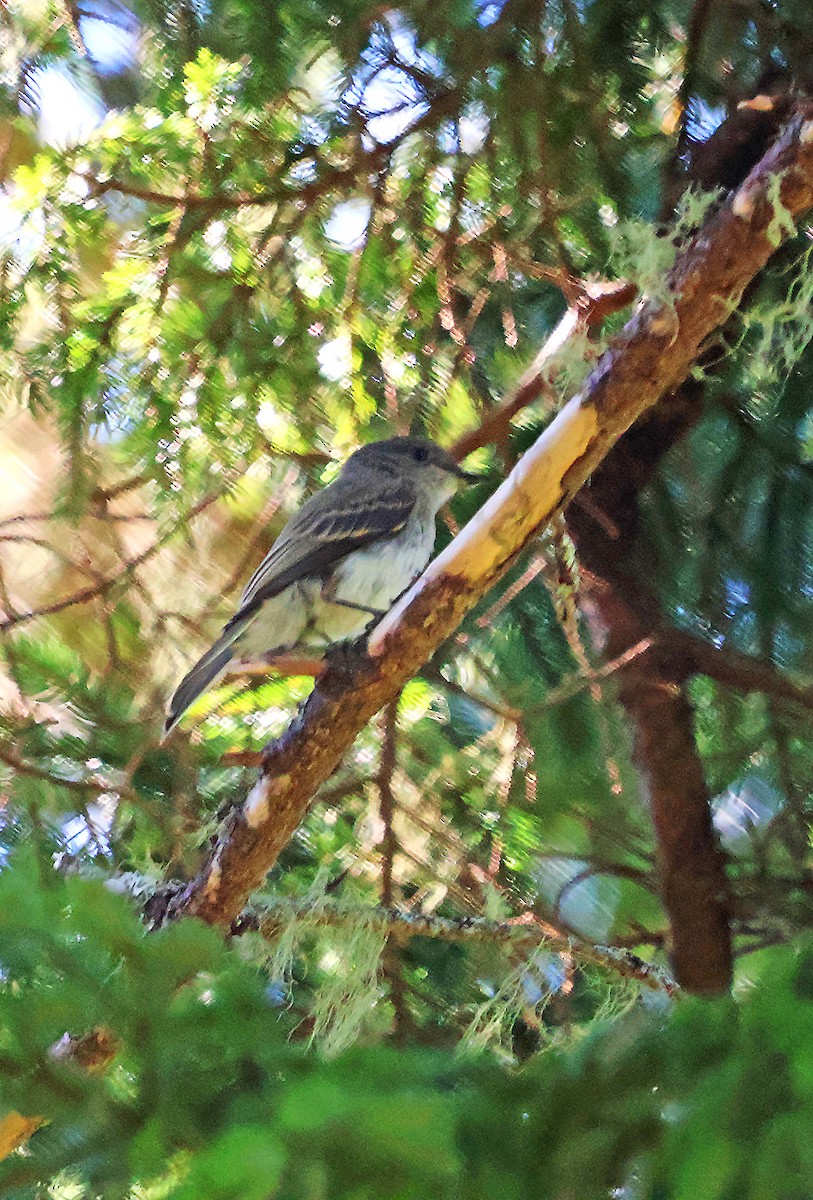 Eastern Phoebe - John P Sullivan III