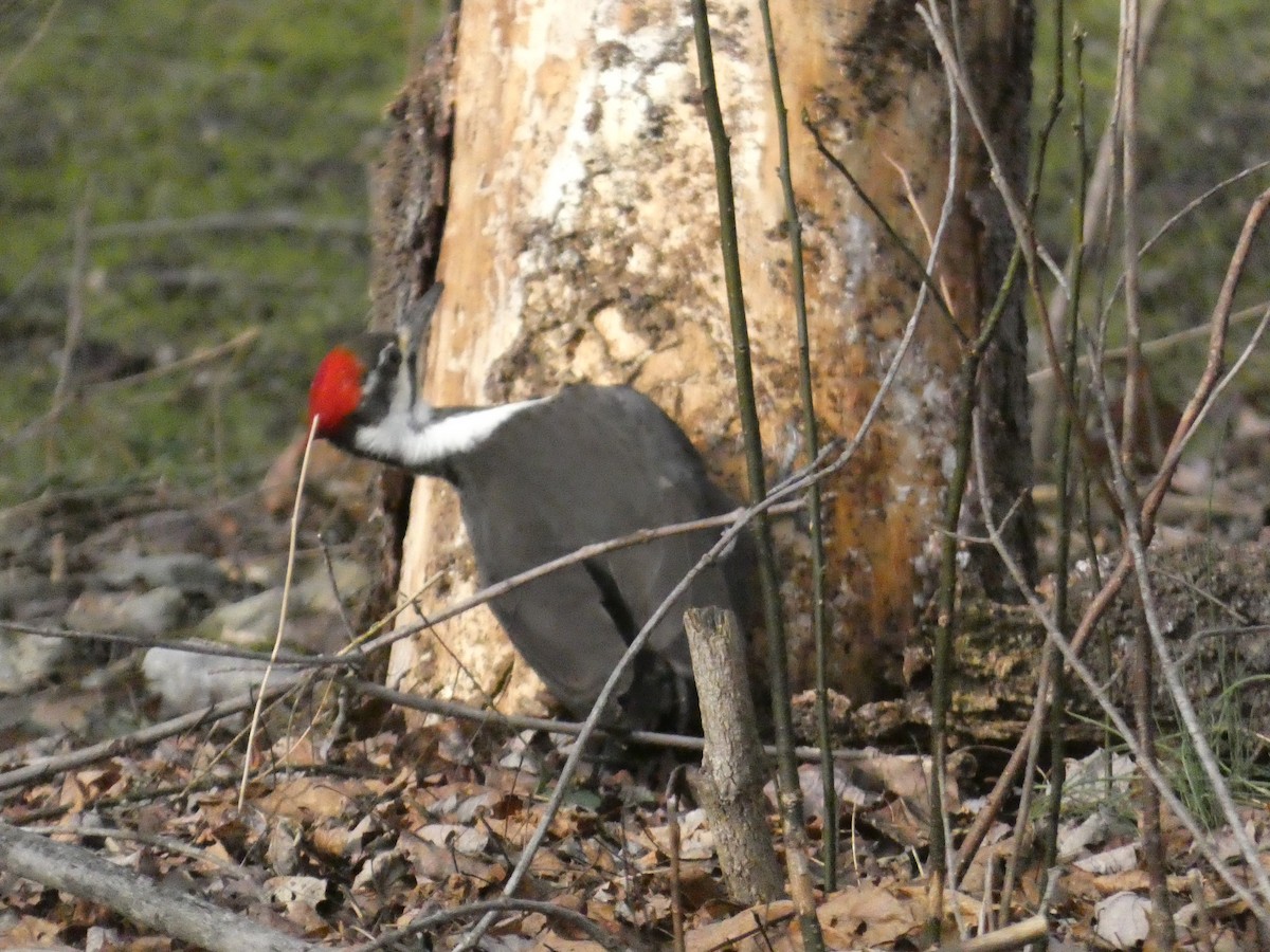 Pileated Woodpecker - ML623546163