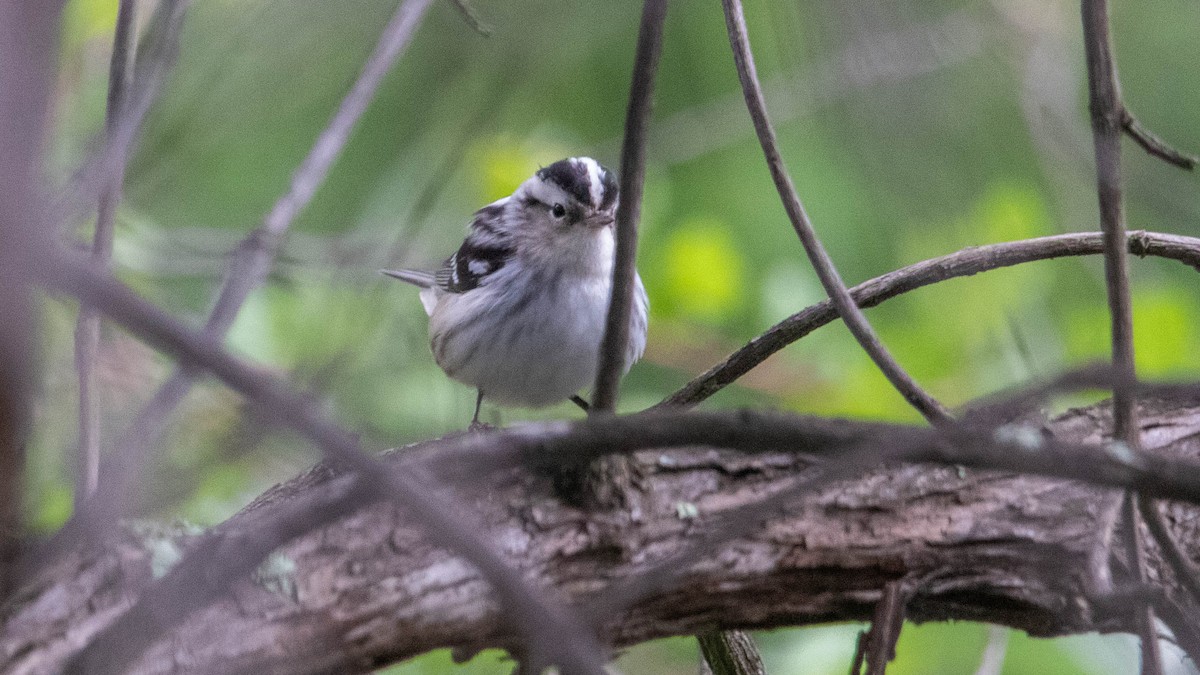 Black-and-white Warbler - ML623546184