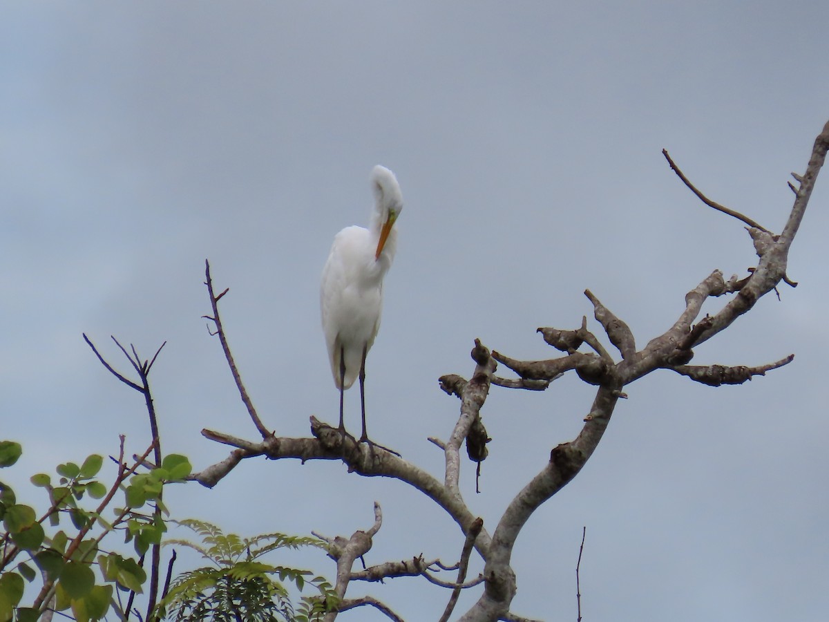 Great Egret - ML623546202