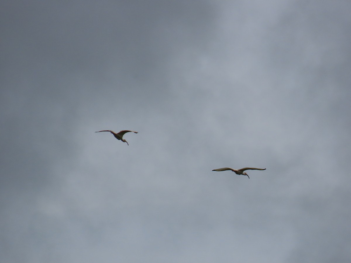 White Ibis - ML623546206