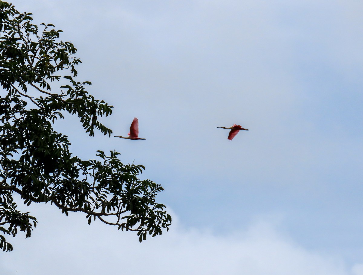 Roseate Spoonbill - ML623546209