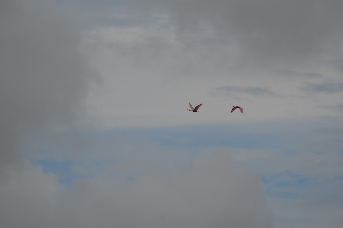 Roseate Spoonbill - ML623546210