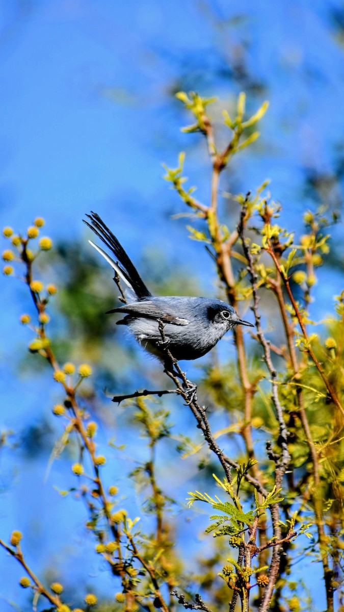 Masked Gnatcatcher - Nahuel Cuba