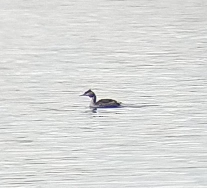 Great Crested Grebe - ML623546230