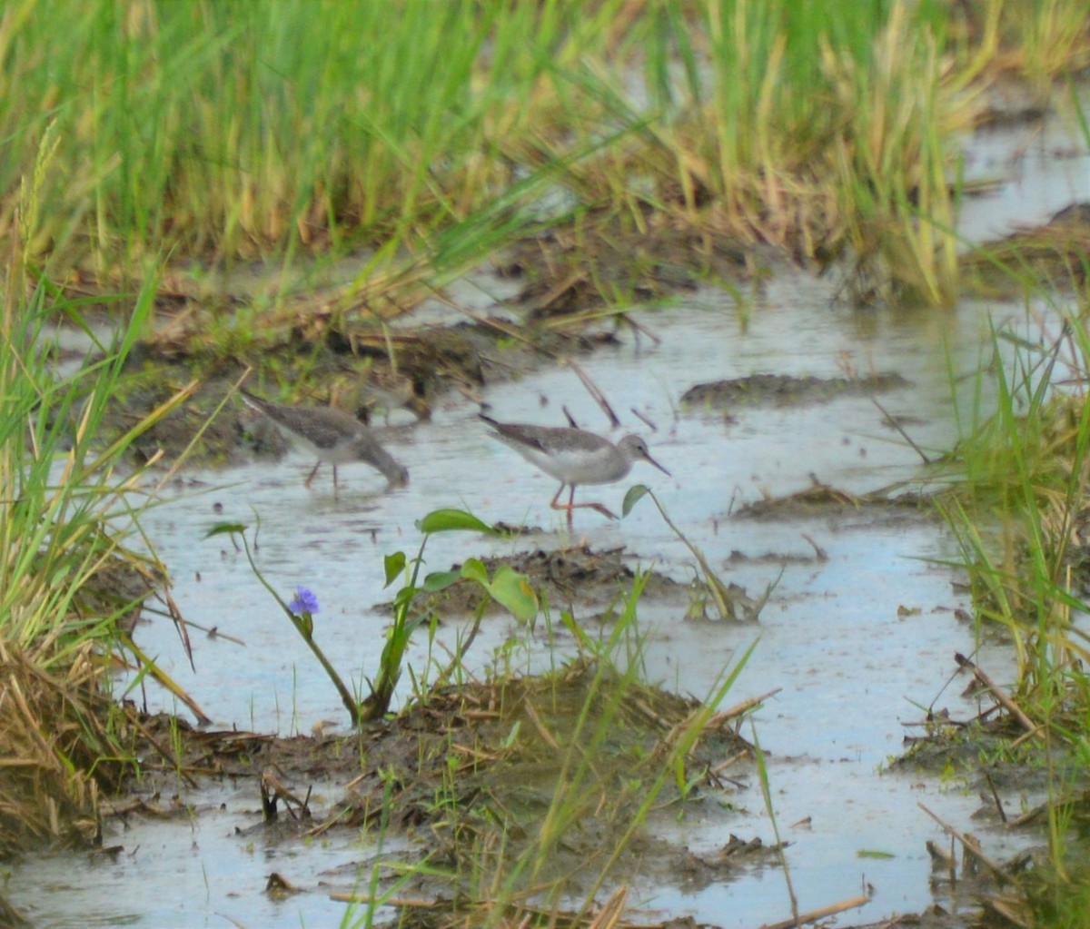 Lesser Yellowlegs - ML623546234
