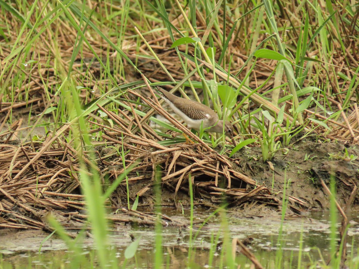 Spotted Sandpiper - ML623546256