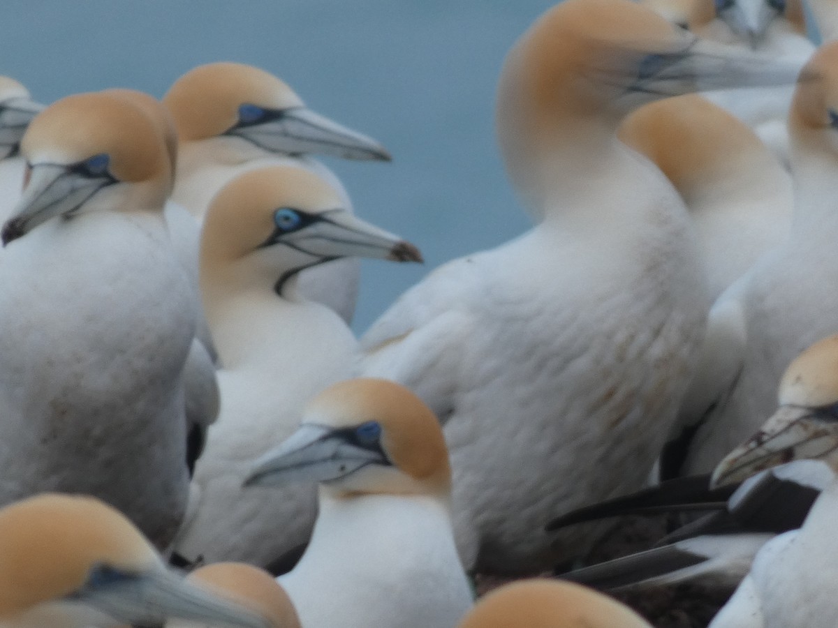 Cape Gannet - ML623546264