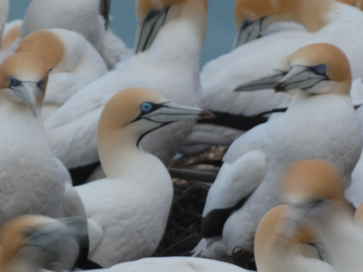 Cape Gannet - ML623546273