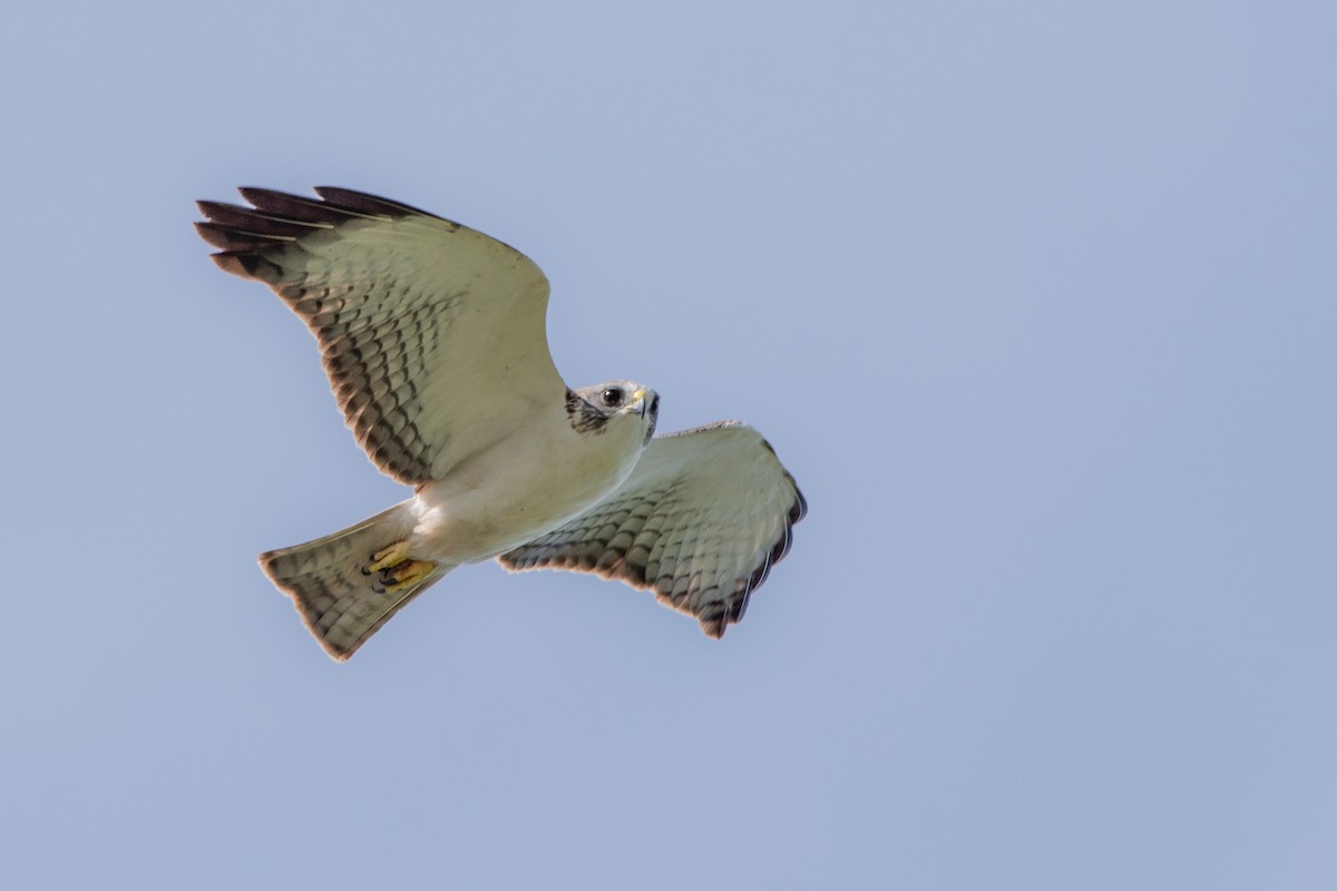 Short-tailed Hawk - ML623546289