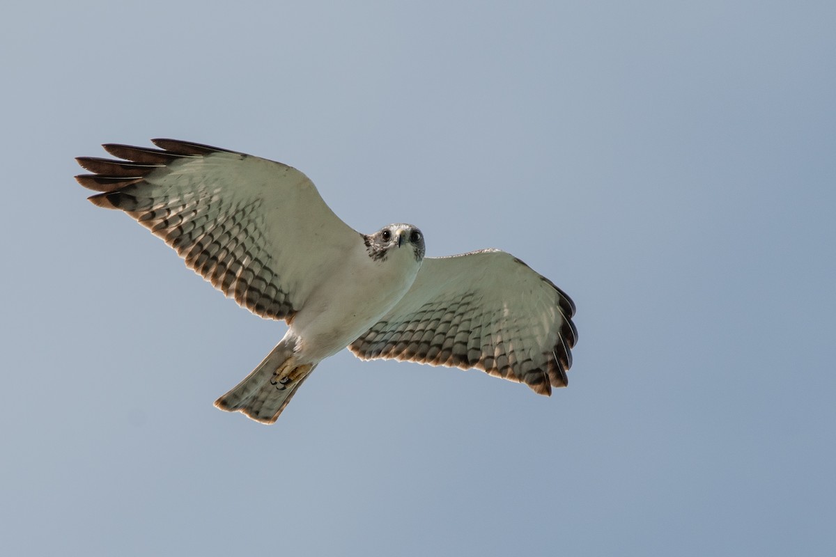 Short-tailed Hawk - ML623546290
