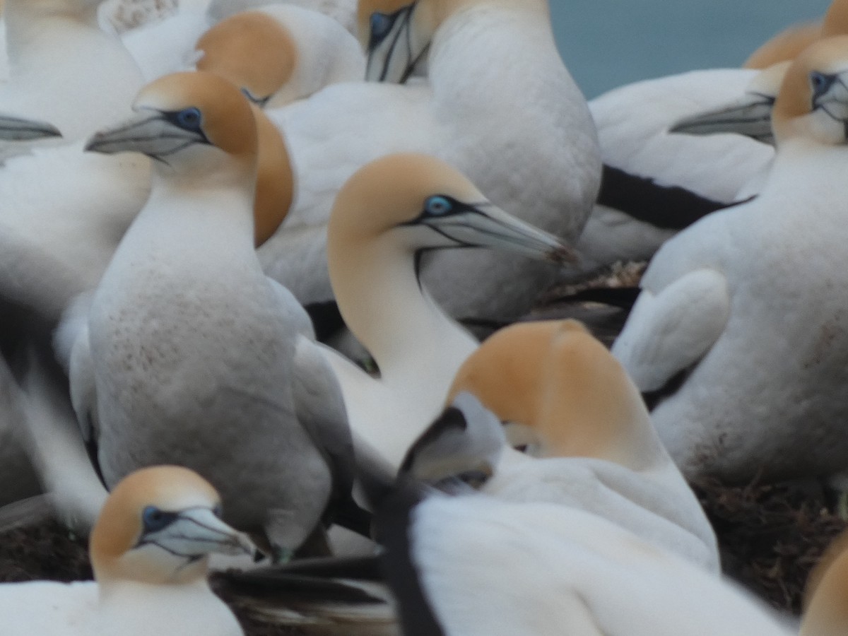 Cape Gannet - ML623546305