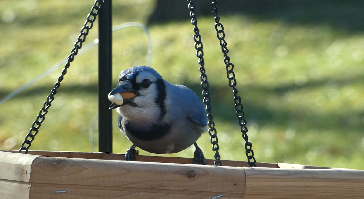 Blue Jay - Brendan Gruber