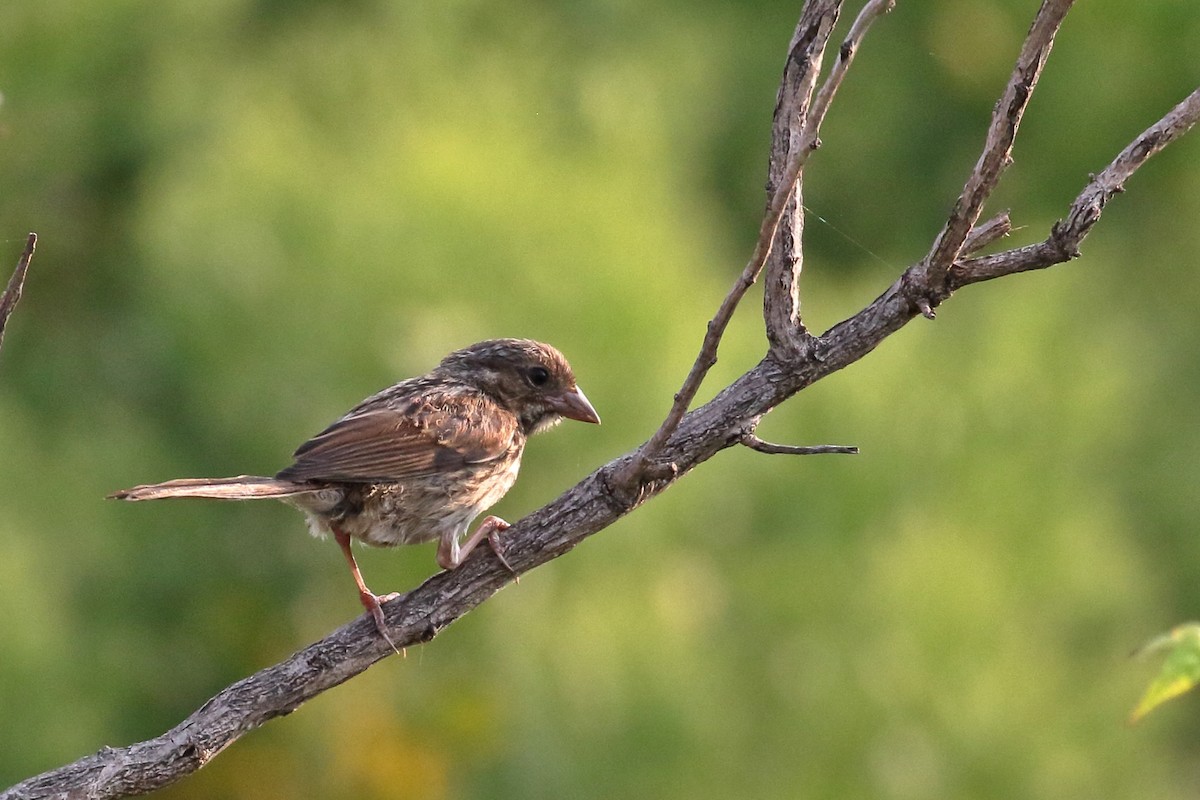 House Finch - ML623546330