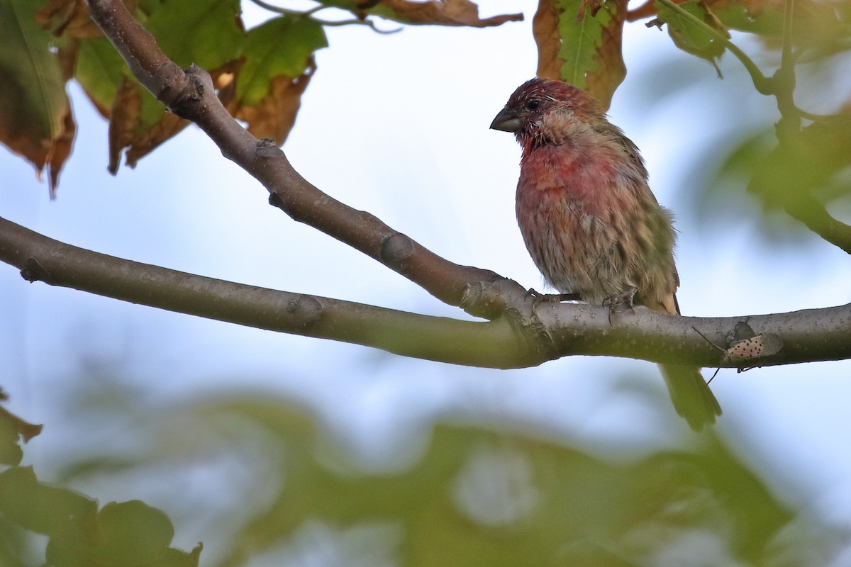 House Finch - ML623546331