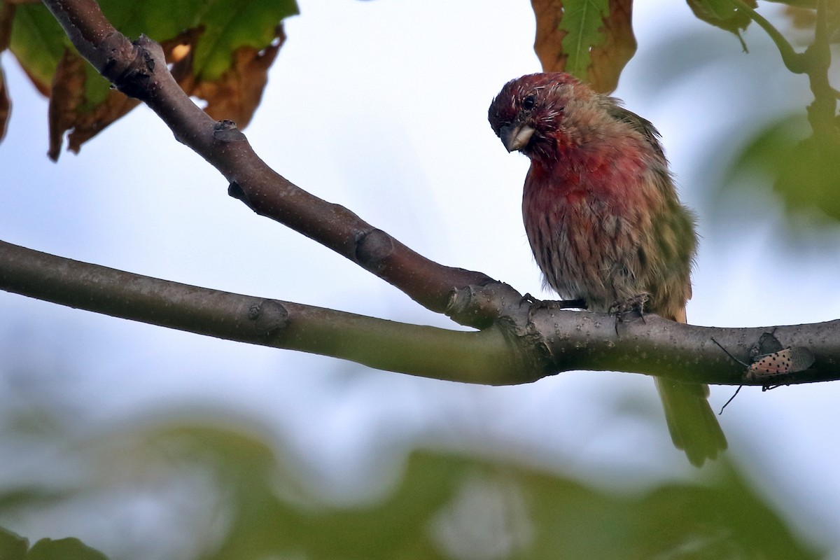 House Finch - Zbigniew Swiacki