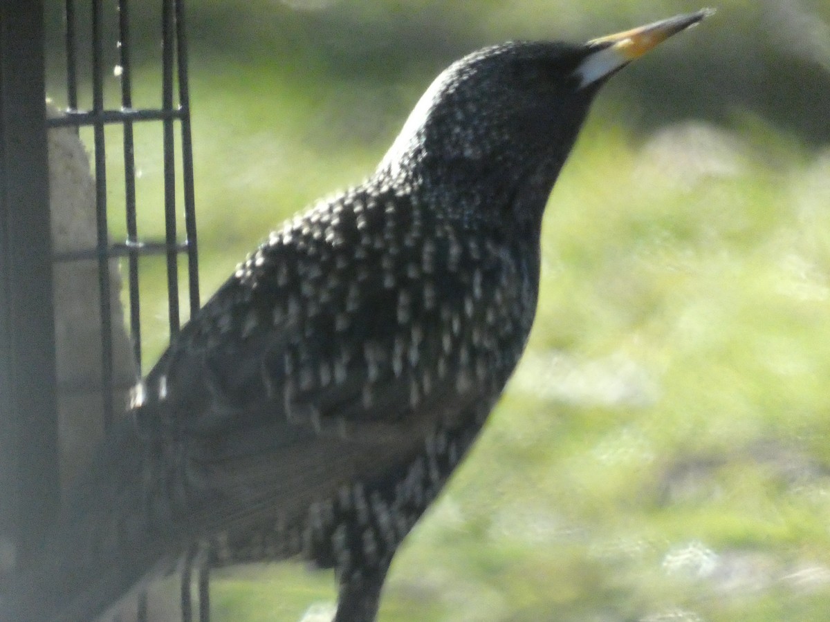 European Starling - ML623546359