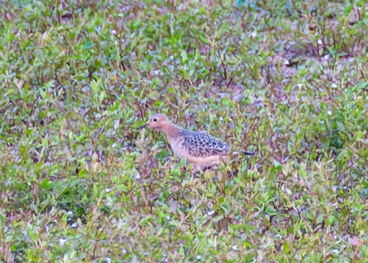 Buff-breasted Sandpiper - ML623546408