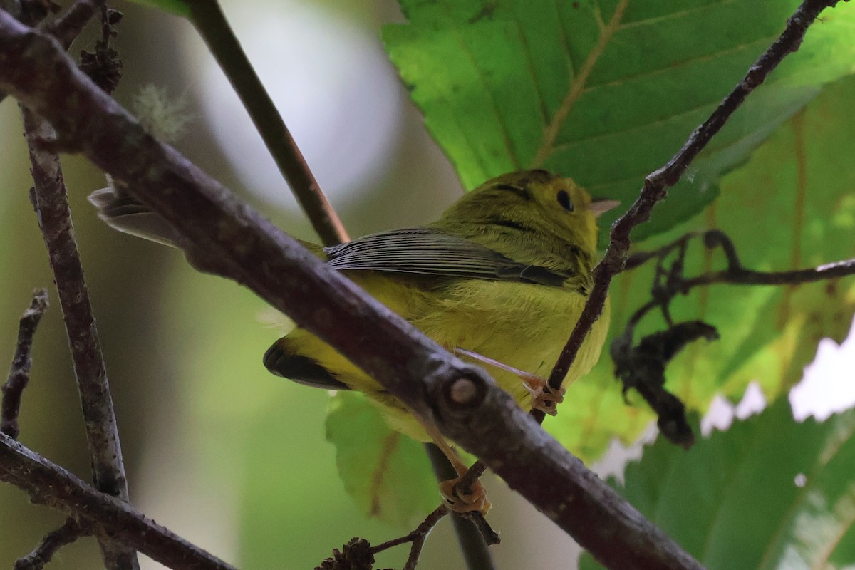 Wilson's Warbler (pileolata) - ML623546412
