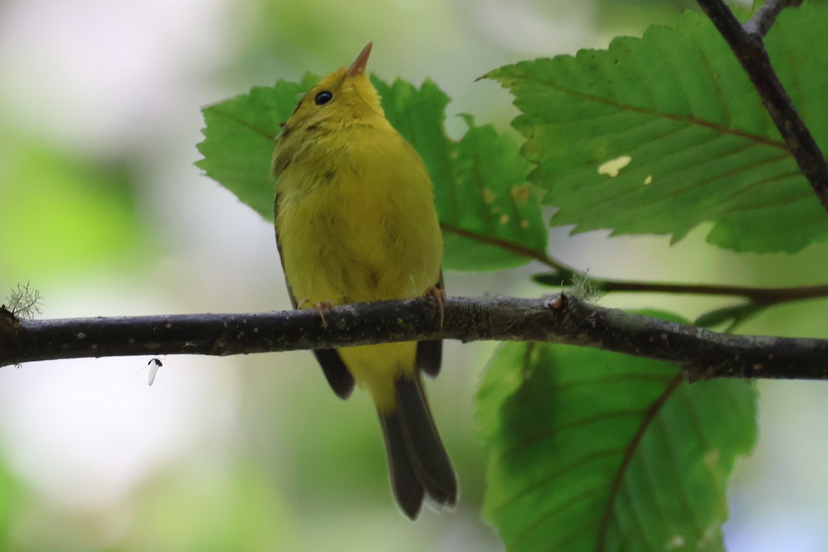 Wilson's Warbler (pileolata) - ML623546413