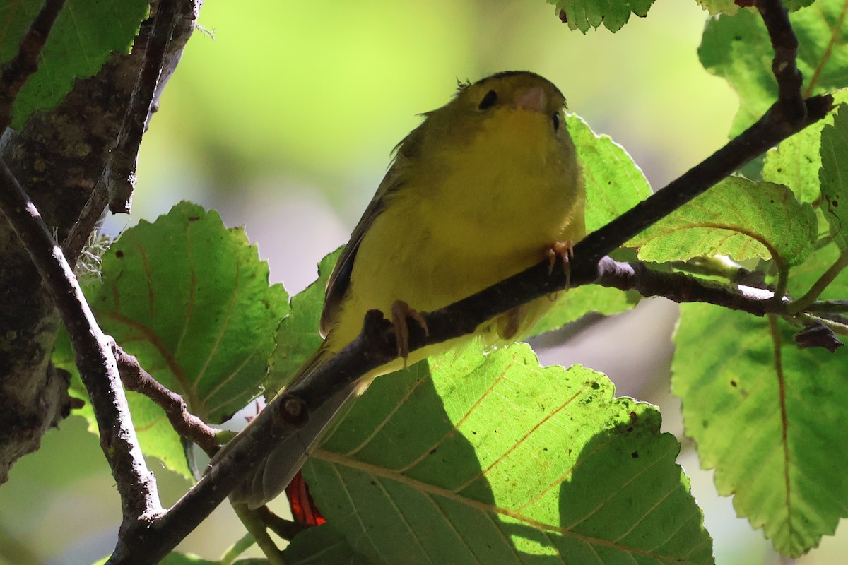 Wilson's Warbler (pileolata) - ML623546414