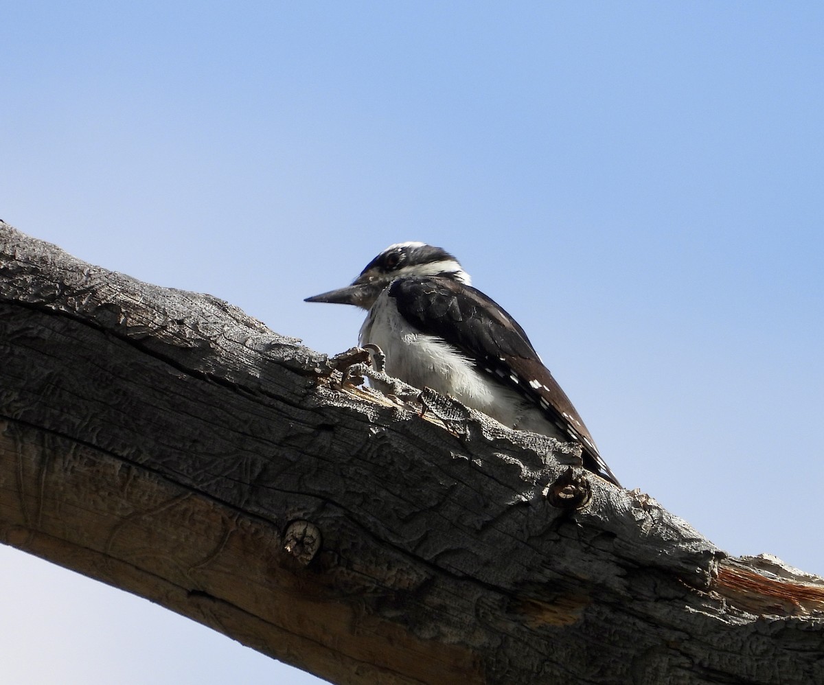 Hairy Woodpecker - Cathie Canepa