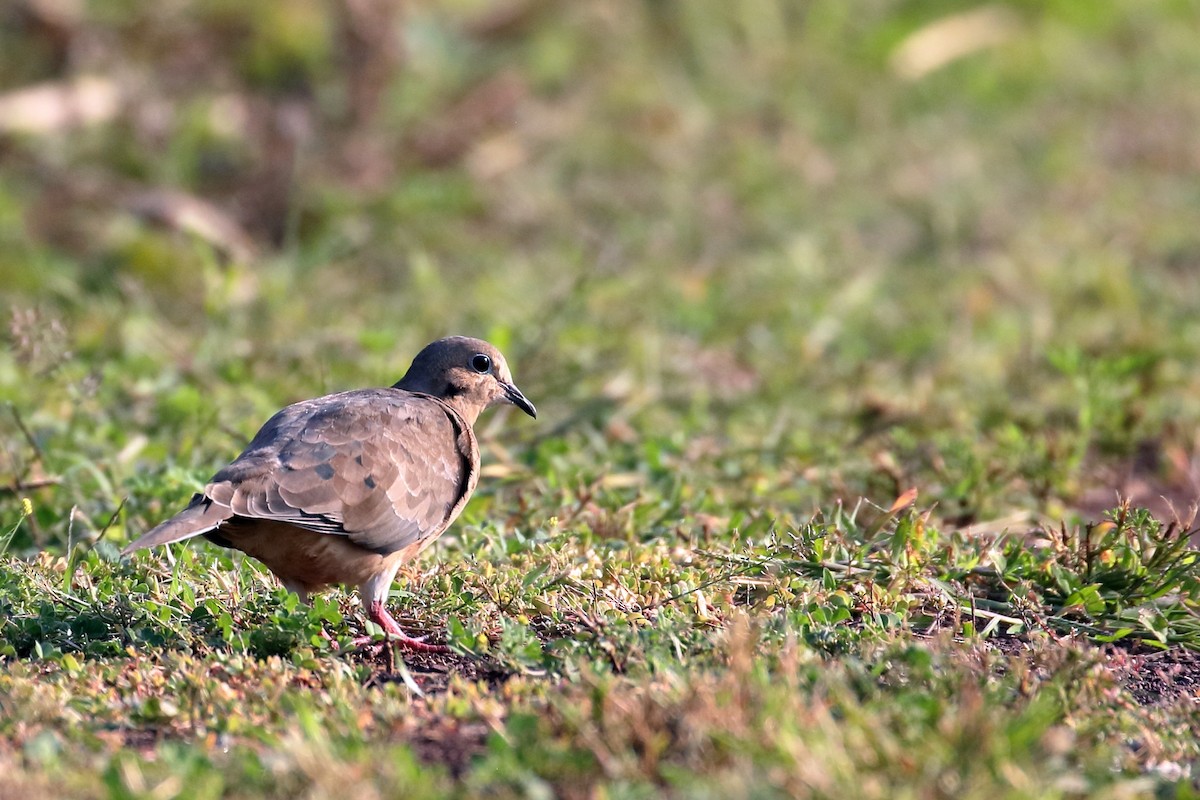 Mourning Dove - ML623546439