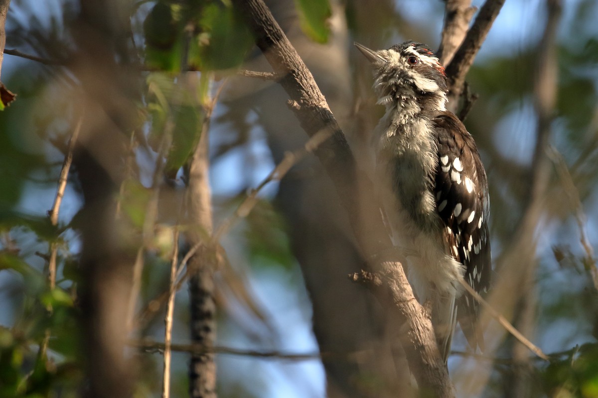 Downy Woodpecker - ML623546447