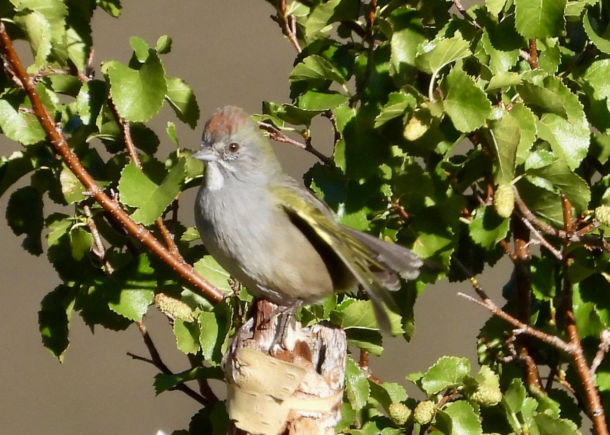 Green-tailed Towhee - Cathie Canepa