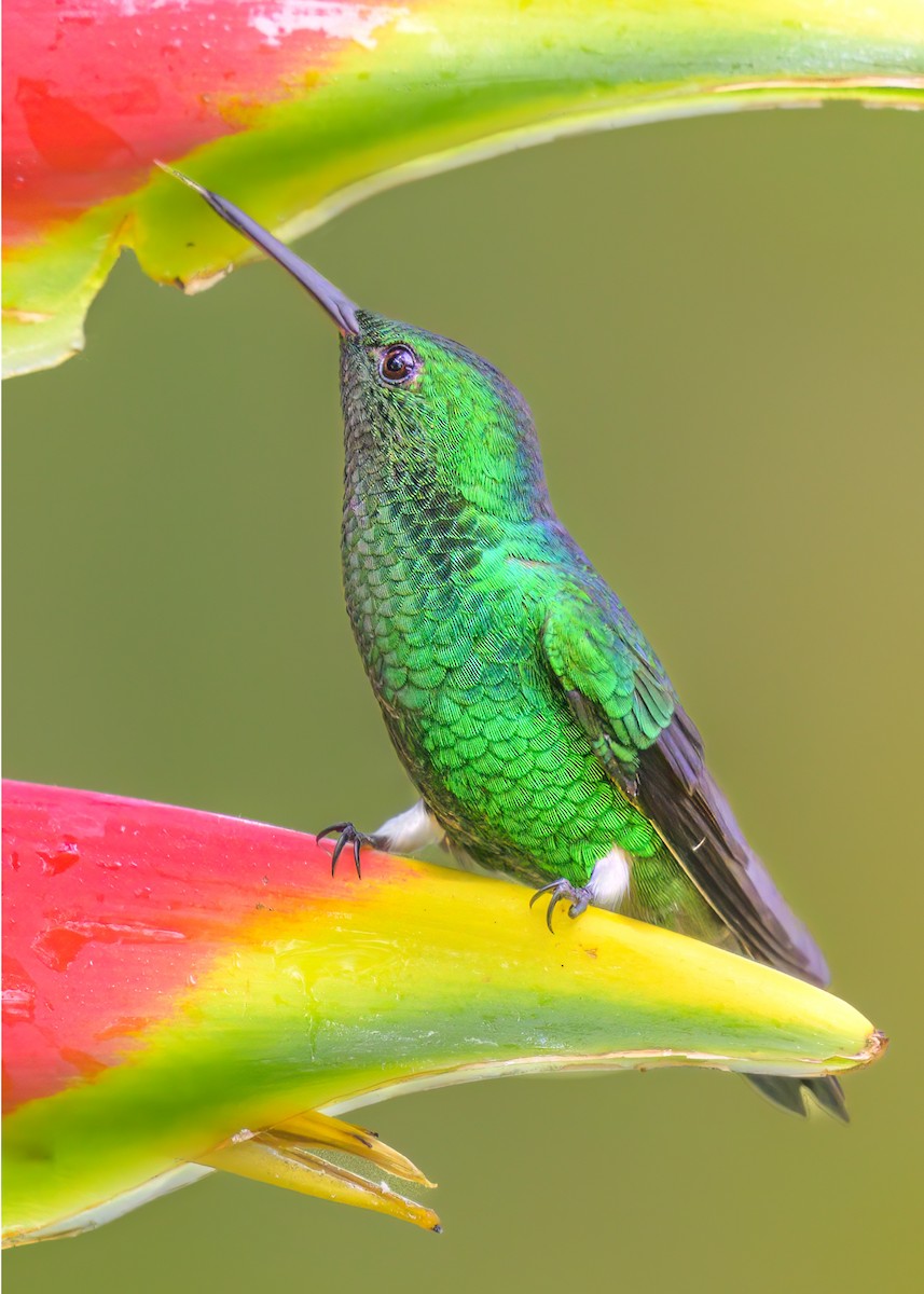 Steely-vented Hummingbird - Nina Hale