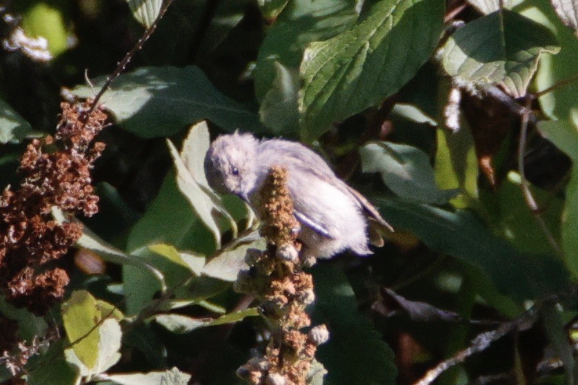 Bushtit - ML623546485